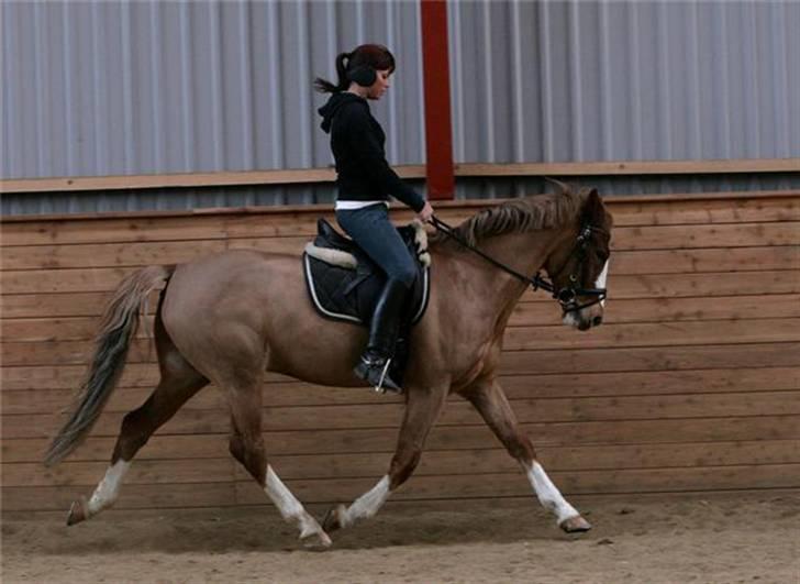 New Forest Bakkens Maltemay-SOLGT billede 6