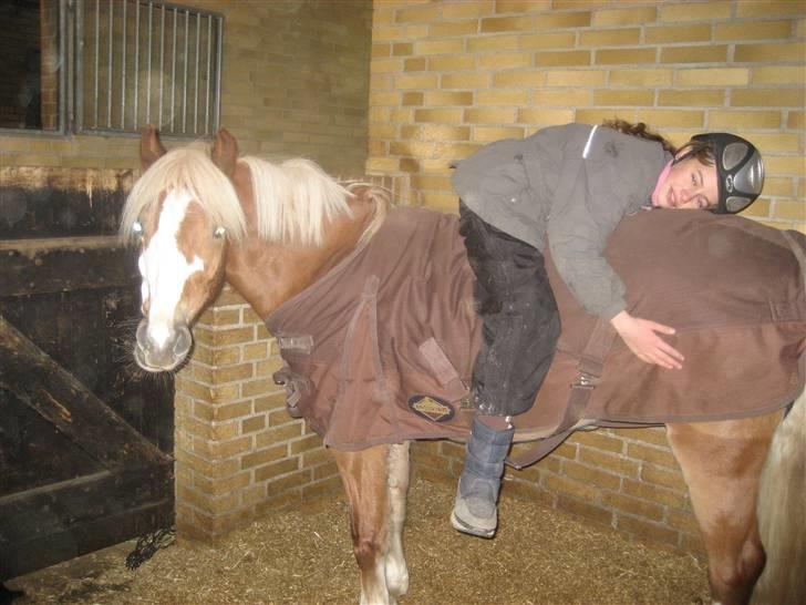 Welsh Pony (sec B) Wandus Lady billede 18