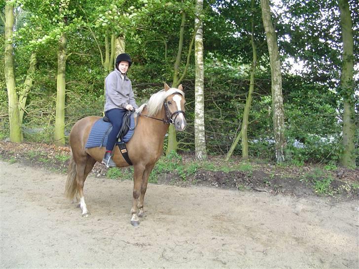 Palomino Goldie billede 10