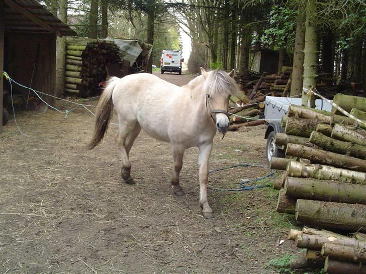 Fjordhest Højgårds Gabby - 12. mdr. billede 8