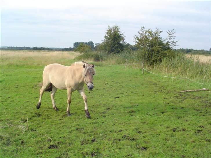 Fjordhest Højgårds Gabby - Sommer 2007 billede 9