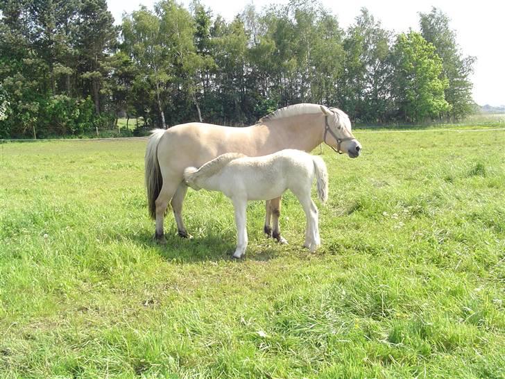 Fjordhest Højgårds Gabby - Gabby med Zarina billede 10