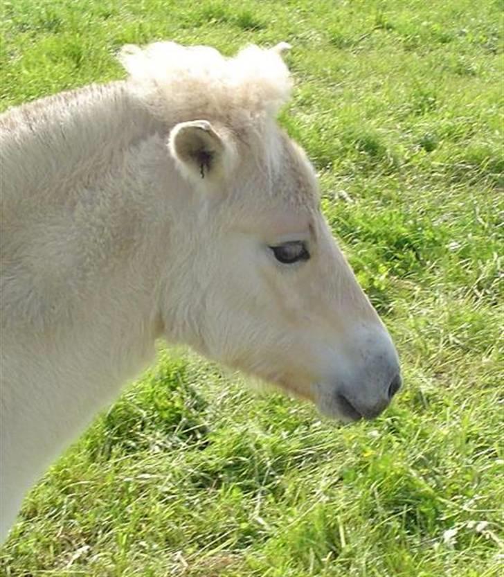 Fjordhest Højgårds Gabby - 1. mdr. gammel og så yndig. billede 11