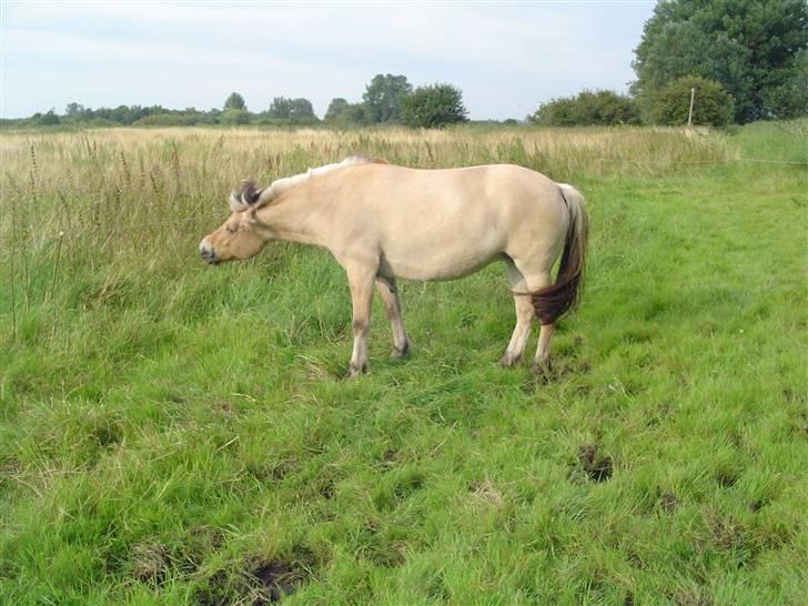 Fjordhest Annabel Kongehøj - Hader insekter billede 9