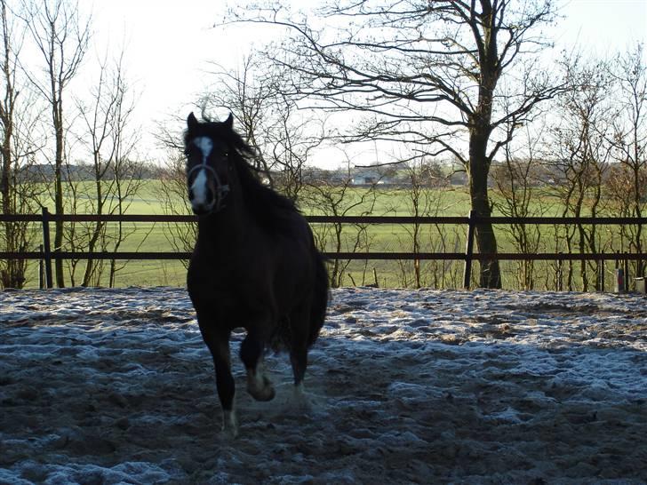 Welsh Cob (sec D) Rolighedens Jackpot -SOLGT - December 2007 billede 6