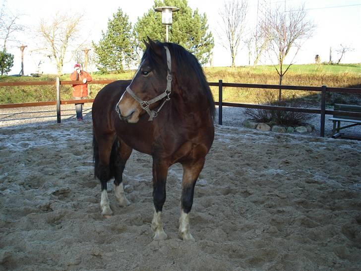 Welsh Cob (sec D) Rolighedens Jackpot -SOLGT - December 2007 billede 7