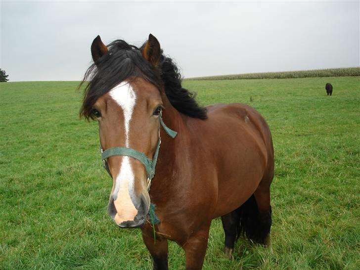 Welsh Cob (sec D) Rolighedens Jackpot -SOLGT - Sommer 2007 billede 8