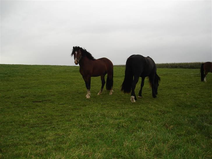 Welsh Cob (sec D) Rolighedens Jackpot -SOLGT - Sommer 2007 billede 9