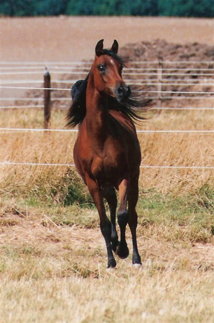 Arabisk fuldblod (OX) Marcijawa ox 3626 - Min Dejlige ox araber Marcijawa 1 år gammel billede 1