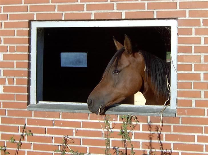 Arabisk fuldblod (OX) Marcijawa ox 3626 - Marcijawa 2007 billede 2