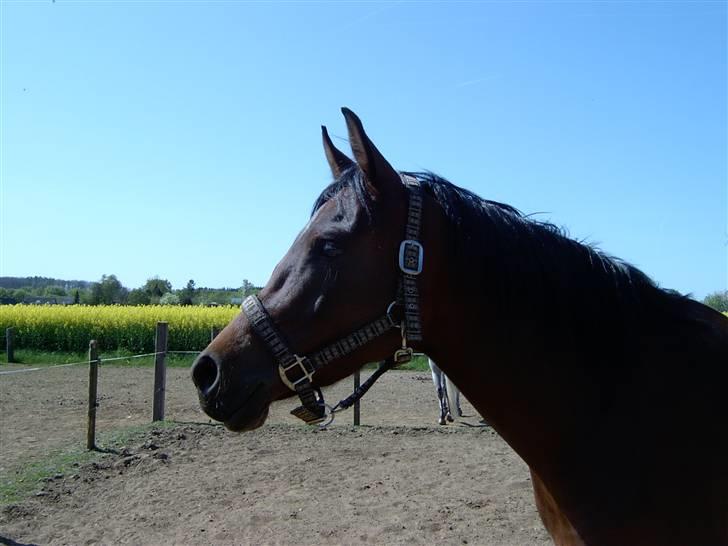 Arabisk fuldblod (OX) Marcijawa ox 3626 - Marcijawa nyder en sommerdag i 2007 billede 4