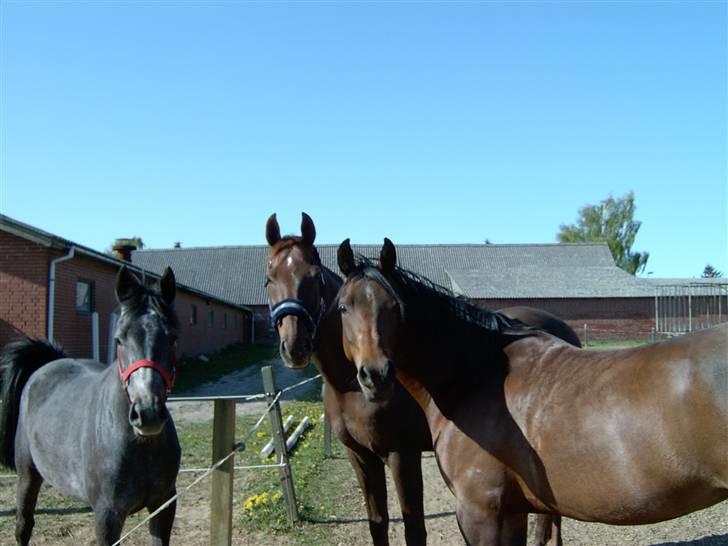 Arabisk fuldblod (OX) Marcijawa ox 3626 - Marcijawa sammen med hendes gamle fold kamerater billede 5