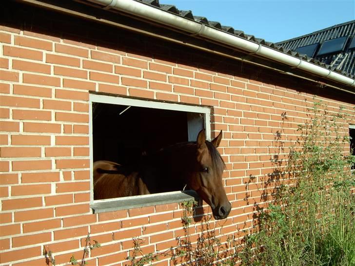 Arabisk fuldblod (OX) Marcijawa ox 3626 - Marcijawa må ikke komme ud, ØV. Hun er syet på kodeled. sommer 2007 billede 6