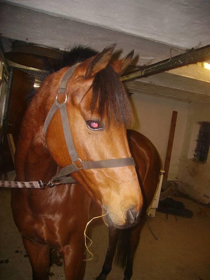 Sportsaraber (A) Murgab  billede 1