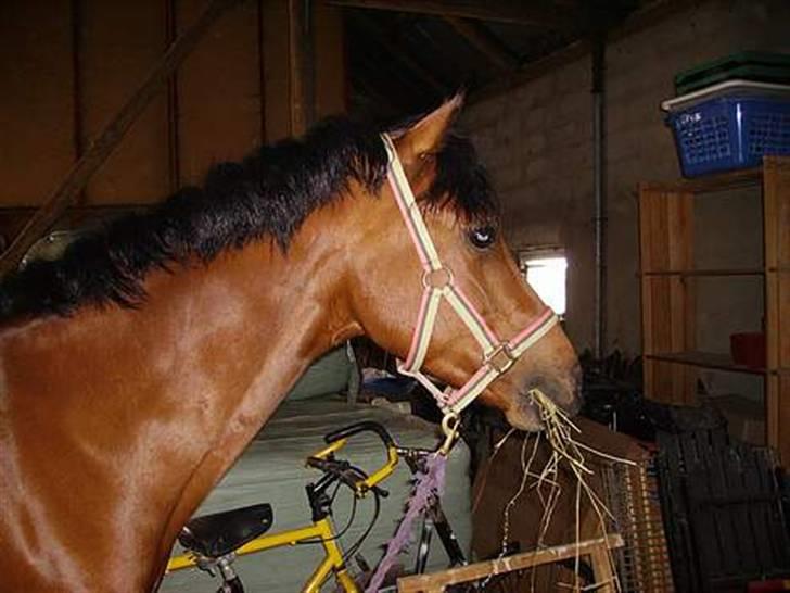 Sportsaraber (A) Murgab  billede 2