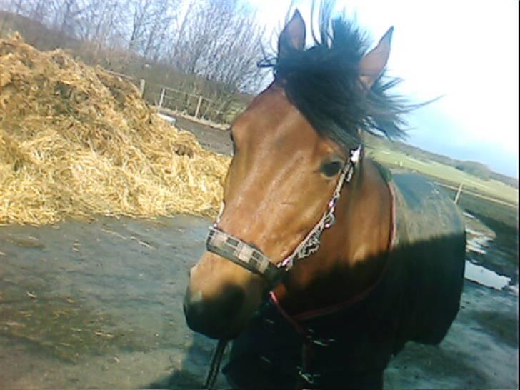 Sportsaraber (A) Murgab  billede 4