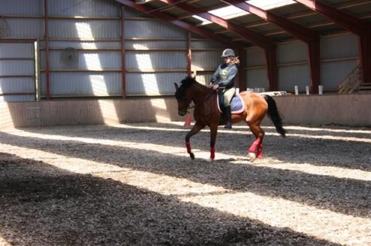 Sportsaraber (A) Murgab  - murgab med hans nye ejer billede 6