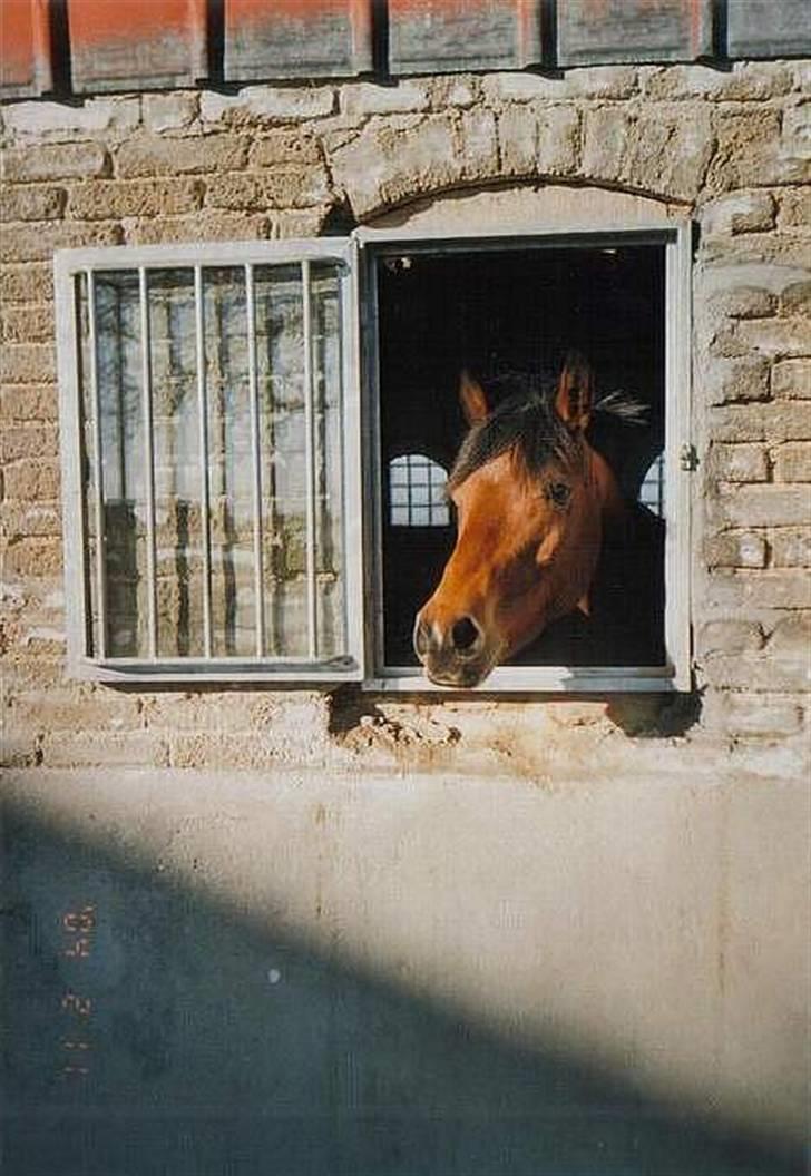 Sportsaraber (A) Murgab  billede 7