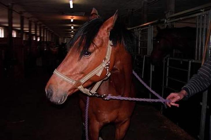 Sportsaraber (A) Murgab  billede 8