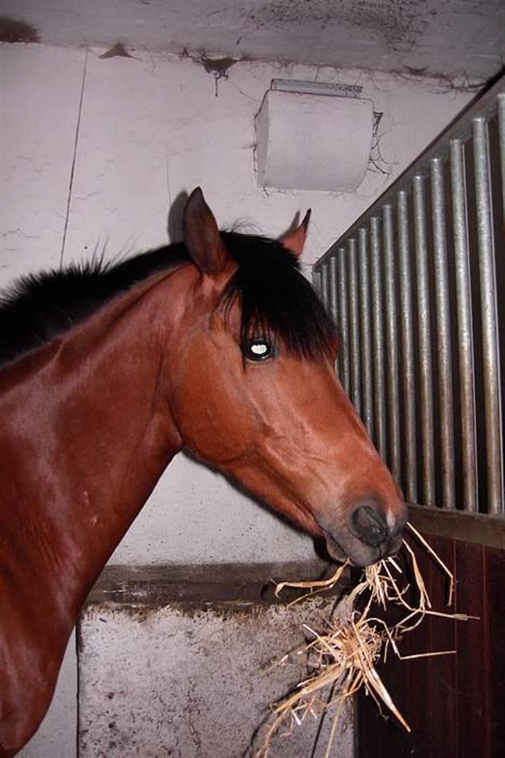 Sportsaraber (A) Murgab  billede 9