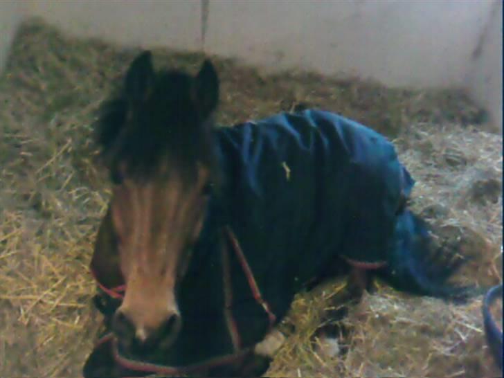 Sportsaraber (A) Murgab  billede 10