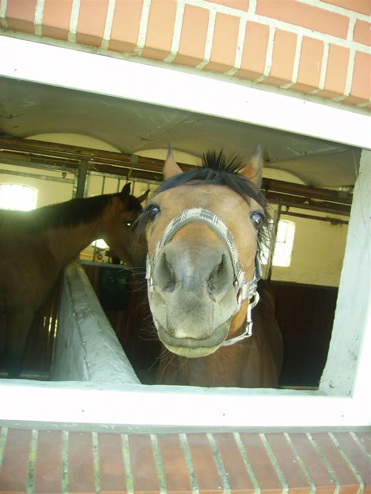 Sportsaraber (A) Murgab  billede 11