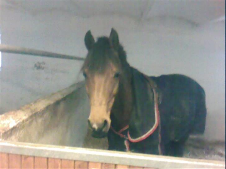 Sportsaraber (A) Murgab  billede 12