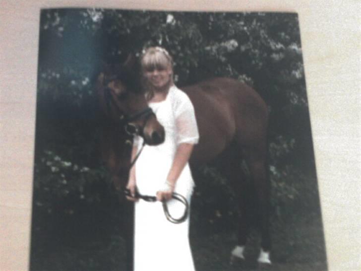 Sportsaraber (A) Murgab  billede 13