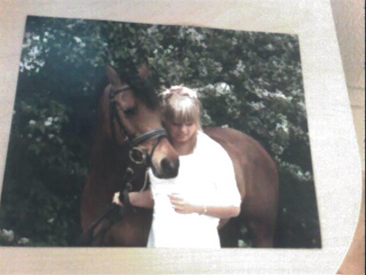 Sportsaraber (A) Murgab  billede 14