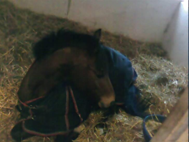 Sportsaraber (A) Murgab  billede 15