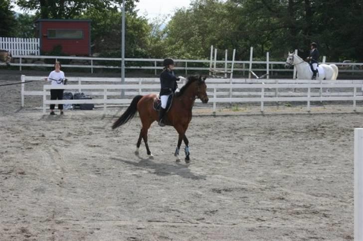 Sportsaraber (A) Murgab  - Murgab med hans nye ejer billede 17