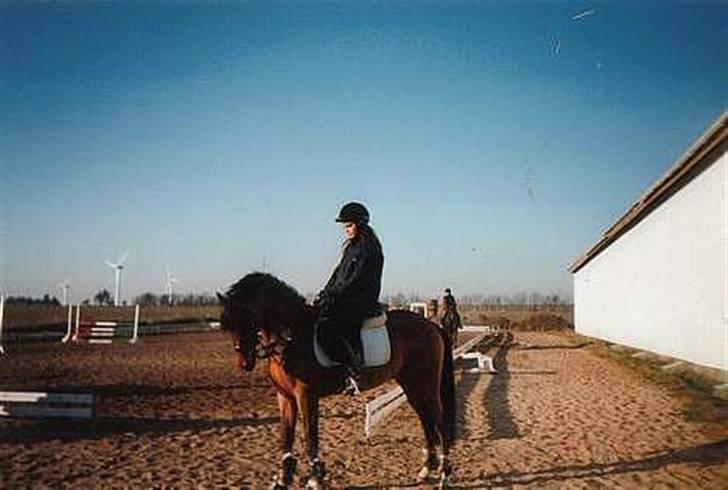 Sportsaraber (A) Murgab  billede 18