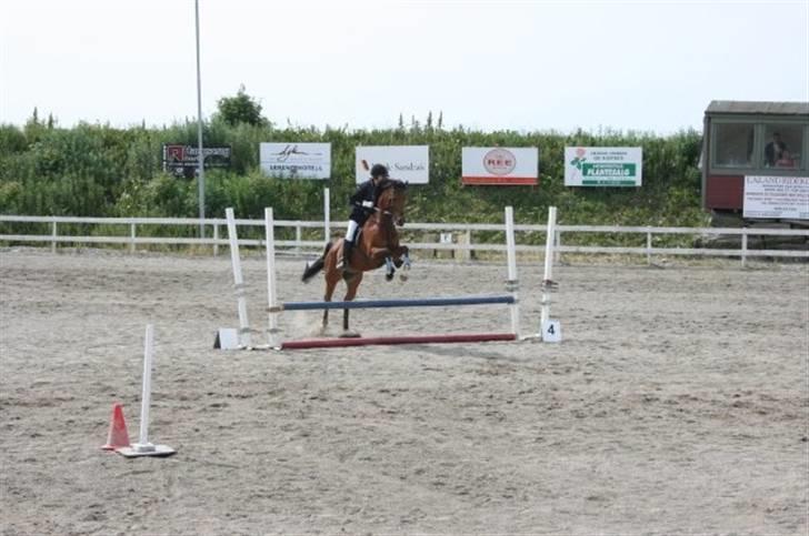 Sportsaraber (A) Murgab  - Murgab med hans nye ejer billede 19