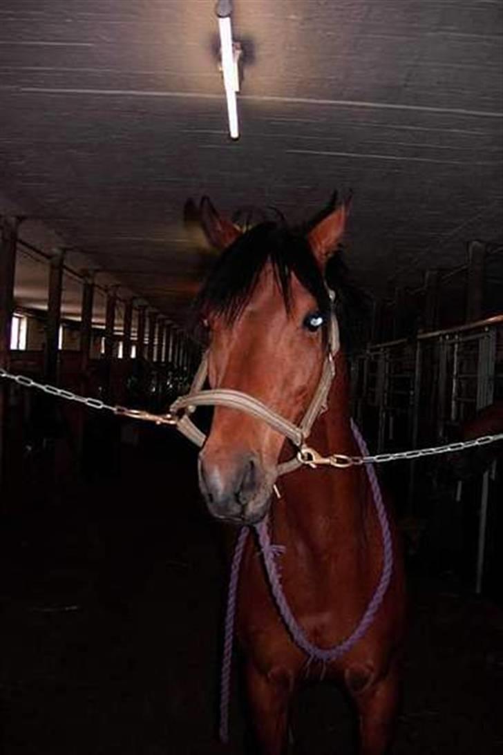 Sportsaraber (A) Murgab  billede 20