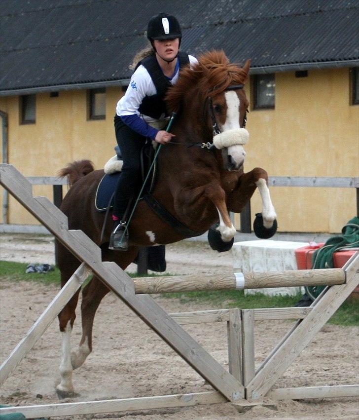 Hollandsk Sportspony Ferrari   - Spring med hackamore.  Ferrari er fantastisk!  billede 18