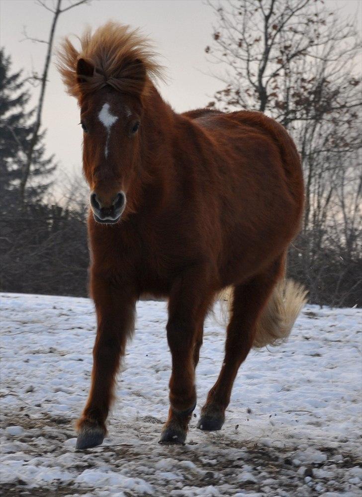 Islænder Tritla fra Duedahl<3 - 2 # Så skal der fut på!:) Foto: AFH 24.02.11 billede 2