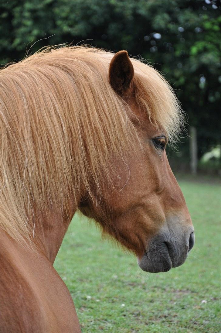 Islænder Tritla fra Duedahl<3 - 3 # <3 Foto: AFH 13.07.10 billede 3