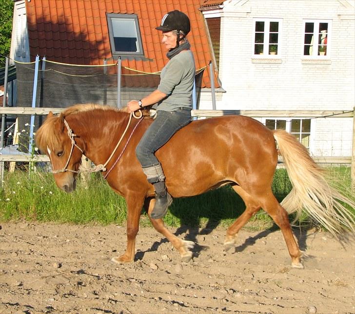 Islænder Tritla fra Duedahl<3 - 5 # Tritla rides:) Foto: AFH 07.07.10 billede 5