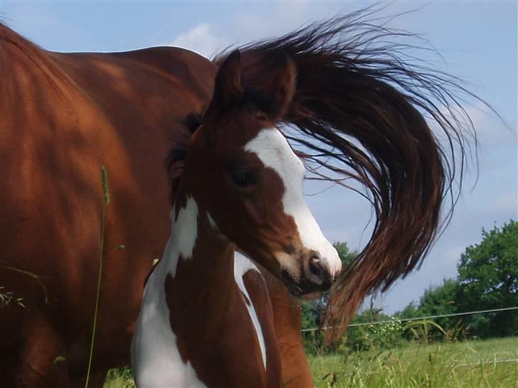 Pinto Akayan Egesminde billede 12