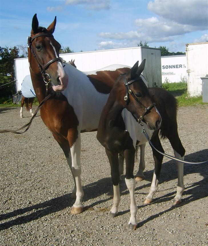 Pinto Isabaue - Her er Isabaue med sit føl Calypso K. på vej ind og få 9 i type, 9 i galop, 9 i helhed og fløjvinder billede 5