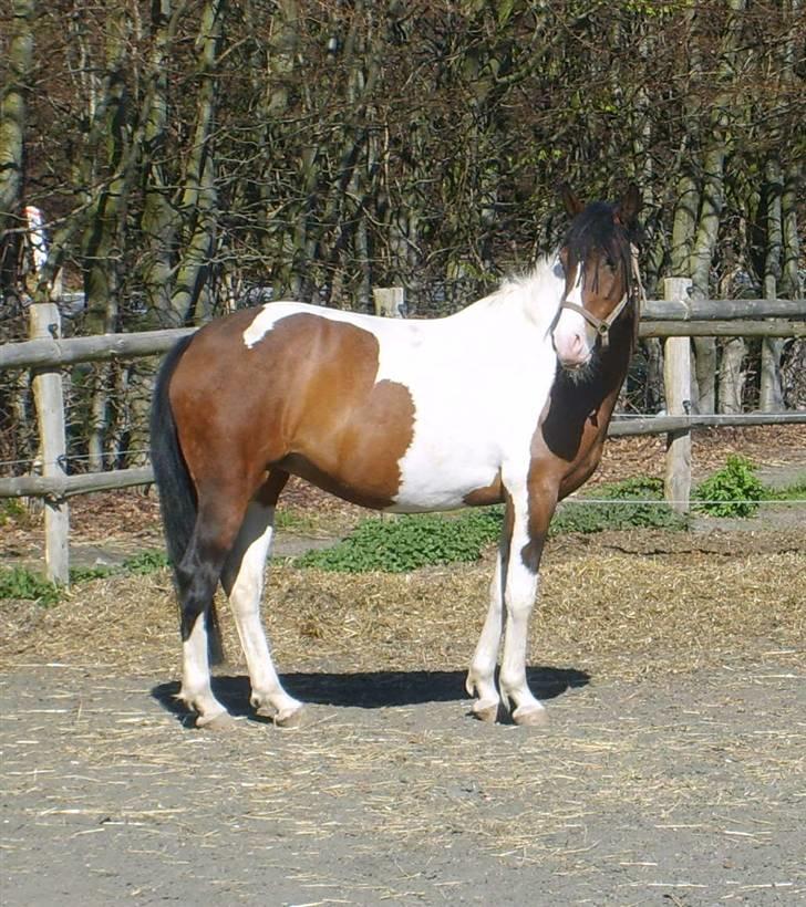 Pinto Isabaue - Her er tyksen, med lille Calypso indeni.....spændende og se om han bliver broget eller ensfarvet som sin storebror... billede 7