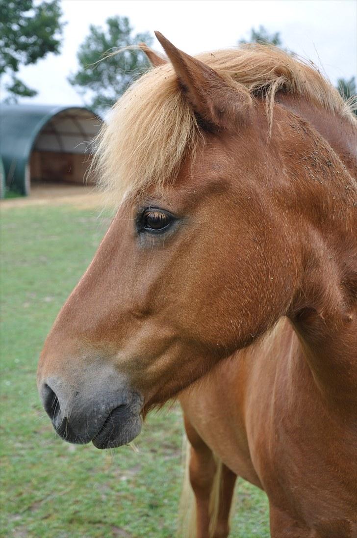 Islænder Tritla fra Duedahl<3 - 8 # Smukke Tritla:) Foto: AFH 13.07.10 billede 8