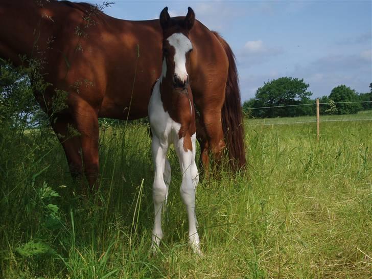 Pinto Akayan Egesminde billede 13