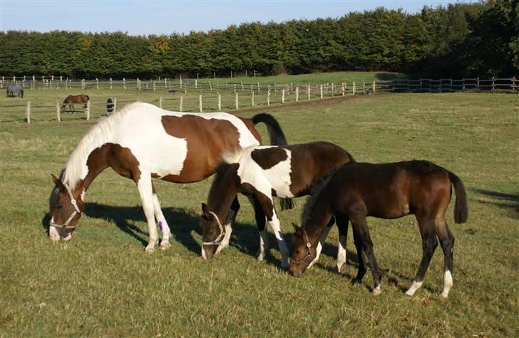 Pinto Isabaue - Her på folden d. 6.10.2007. Utroligt flot vejr og Isabaue havde allerede adopteret BS, som gik langt væk fra sin mor. billede 9