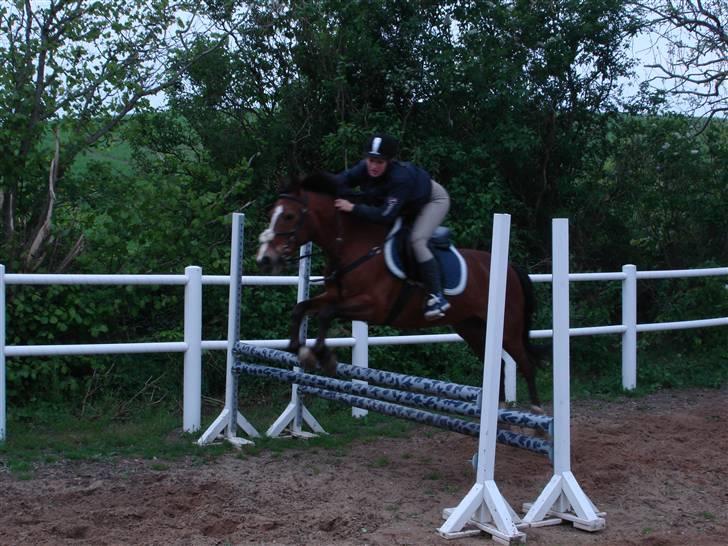 New Forest Angelique *SOLGT* billede 13