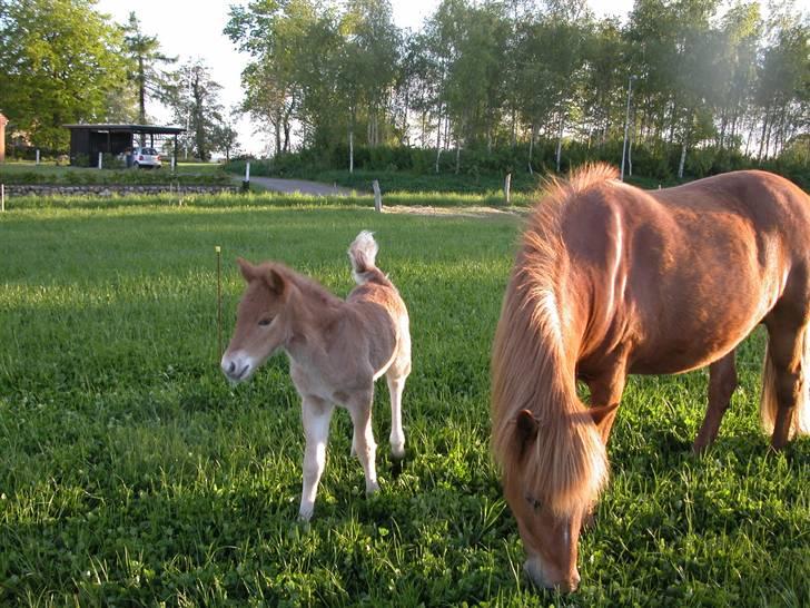 Islænder Tritla fra Duedahl<3 - 11 # Tritla med hendes føl Saga i 2005:) billede 11