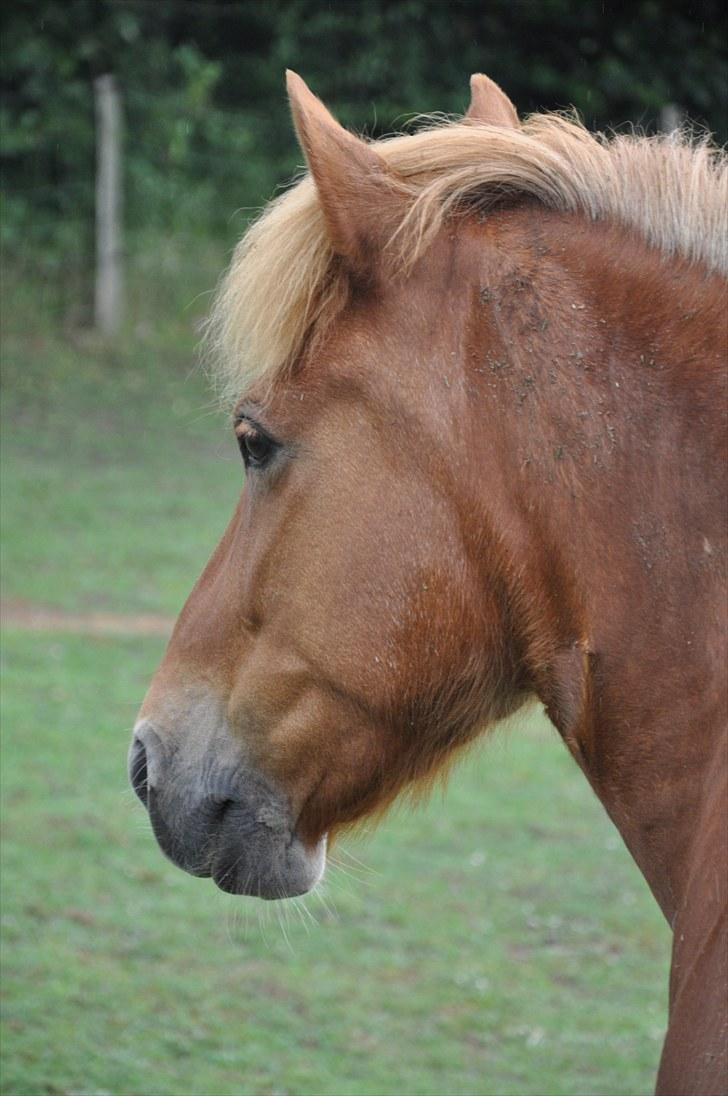 Islænder Tritla fra Duedahl<3 - 12 # En beskidt smuksak:) Foto: AFH 13.07.10 billede 12