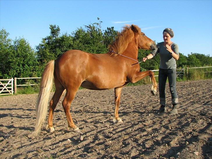 Islænder Tritla fra Duedahl<3 - 14 # Spanske skridt:) Foto: AFH 07.07.10 billede 14