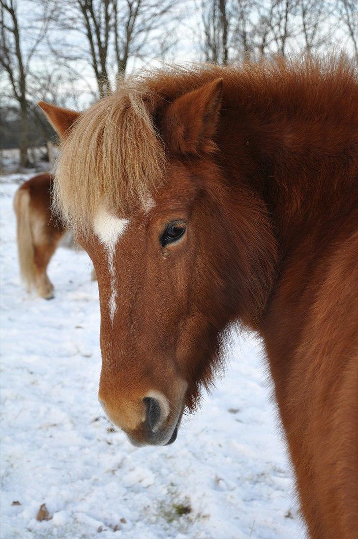 Islænder Tritla fra Duedahl<3 - 15 # Strækøvelse:) Foto: AFH 31.12.10 billede 15