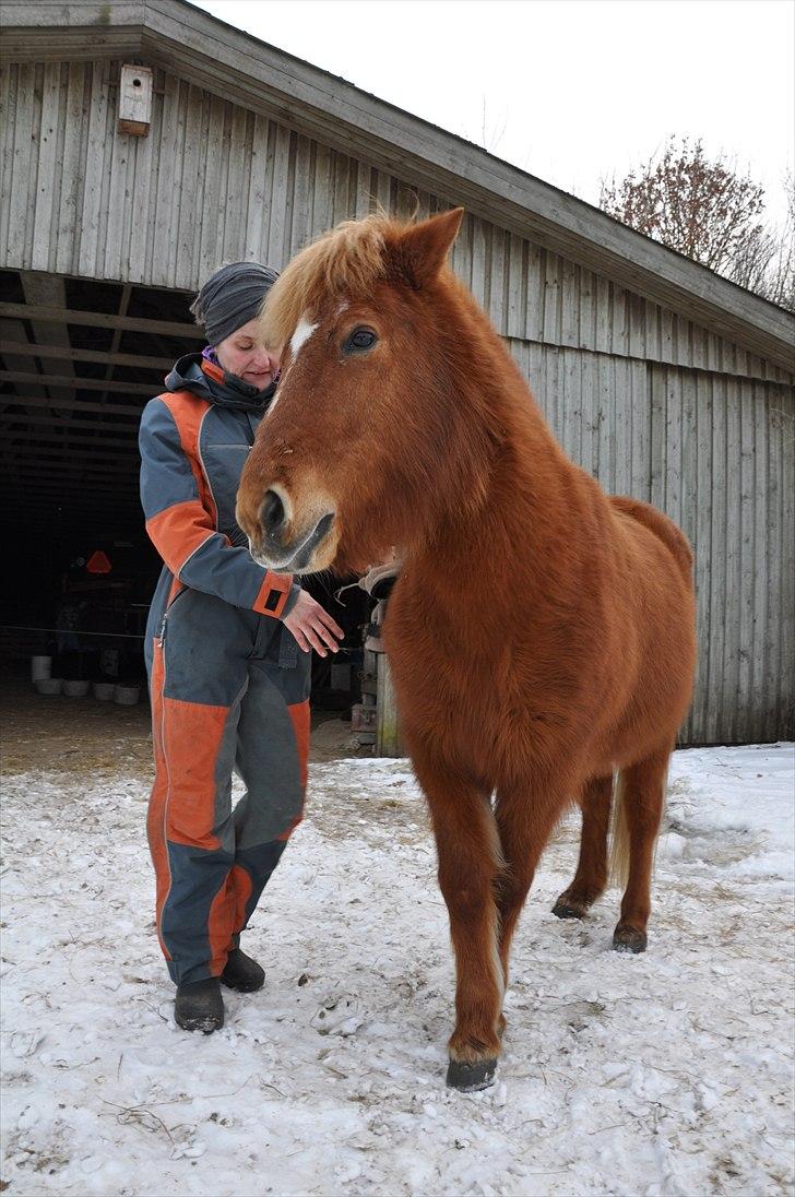Islænder Tritla fra Duedahl<3 - 16 # Bagpartsvending:) Foto: AFH 24.02.11 billede 16